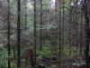 Thick woods and swamp underfoot