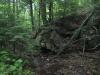 Dark green woods