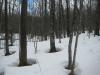 Slowly melting forest