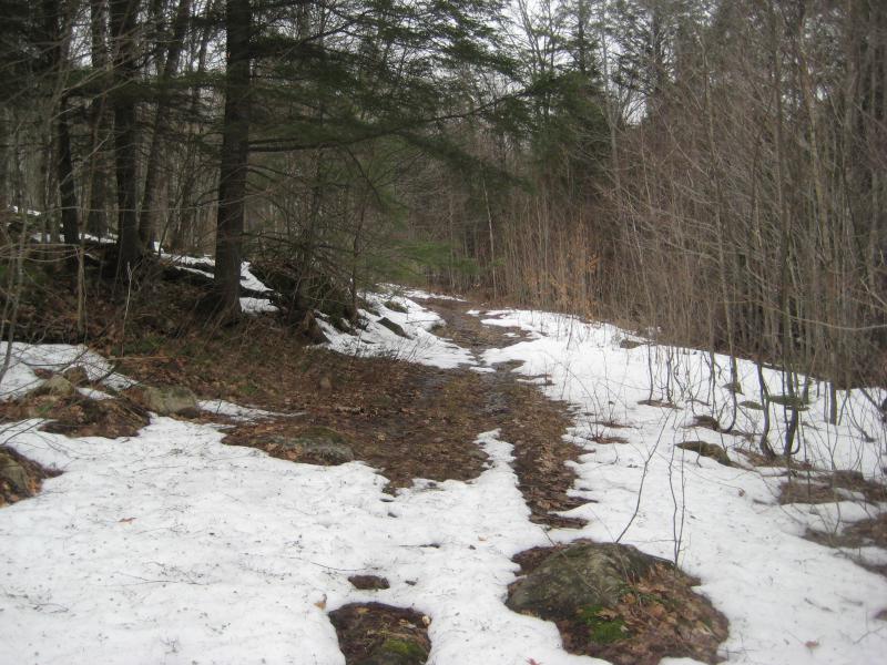 Overgrown track near the lower falls