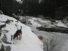 Logan ignoring the falls for quick sniff