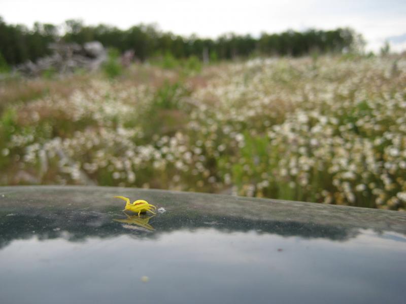 An angry yellow hitchhiker