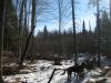 Logan inspecting the swamp ahead