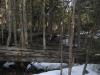 Piles of downed cedars