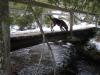 Logan checking out the foot bridge