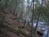 Leaning cedars along the banks