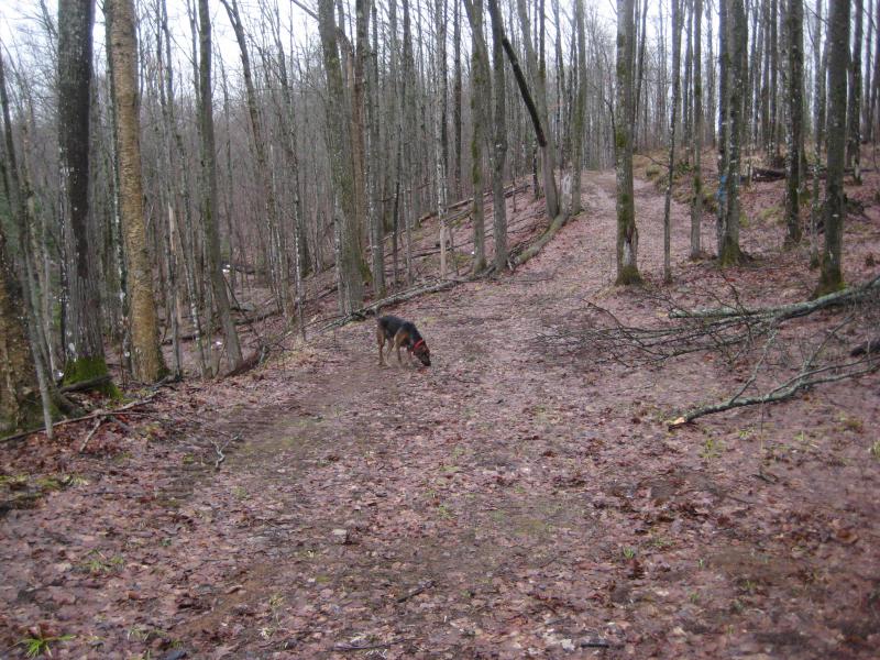 Logan inspecting our route ahead