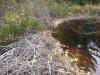 Crossing over the beaver dam