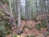 Large mossy boulders around huge trees