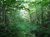 Overgrown two-track to the falls