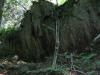Sudden jags of rock in the forest