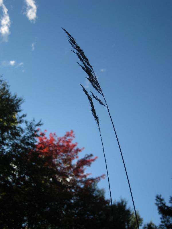 Deep blue sky
