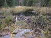 Beaver dam on the swamp