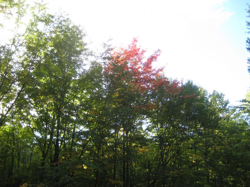 Bright splash of color surrounded by green