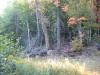 Dying tree on the edge of the logging trail