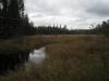 Dark swamps