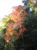 Tall afternoon colors