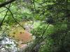 Beaver dam on the river