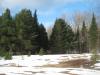Narrow path between the pines