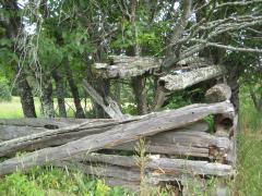 Rotting logs and intruding trees