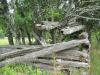 Rotting logs and intruding trees