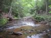 Trees laying across the shallow river