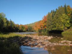 Muddy rocks on the muddy river