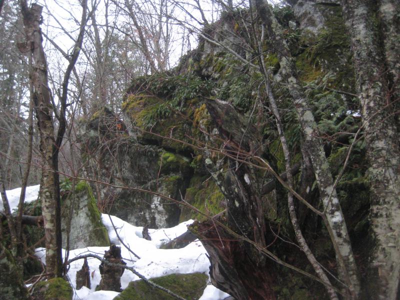 Green poking out among the rocks