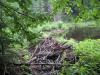 Huge beaver dam upstream