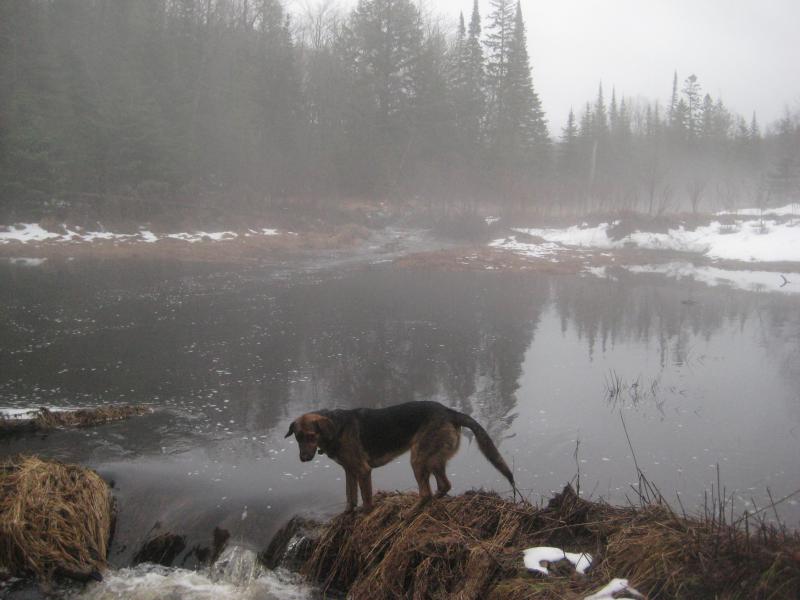 Logan pausing at the edge of the dark swamp