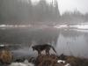 Logan pausing at the edge of the dark swamp