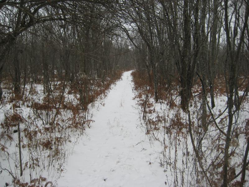 Narrow path through the winter woods