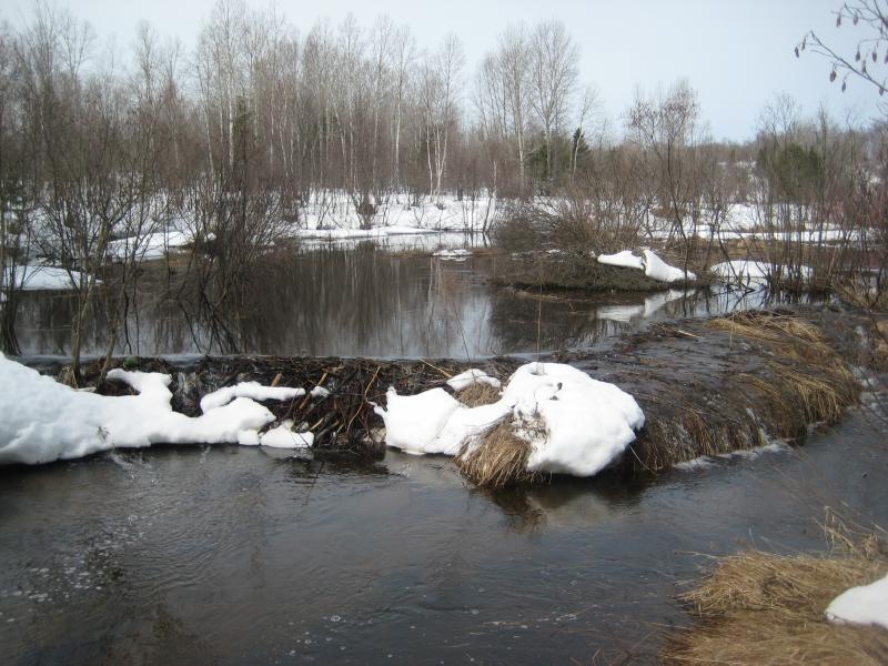 A wide beaver dam