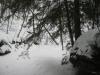 Animal tracks crossing the creek