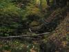 Dark autumn gorge