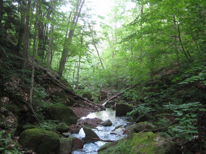 A lush, green creek gorge