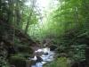 A lush, green creek gorge