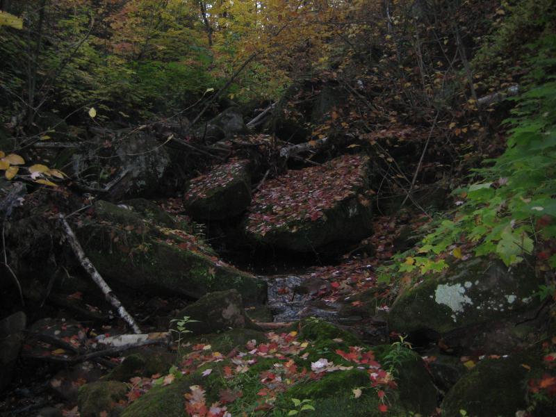 Moss and fallen leaves on boulders