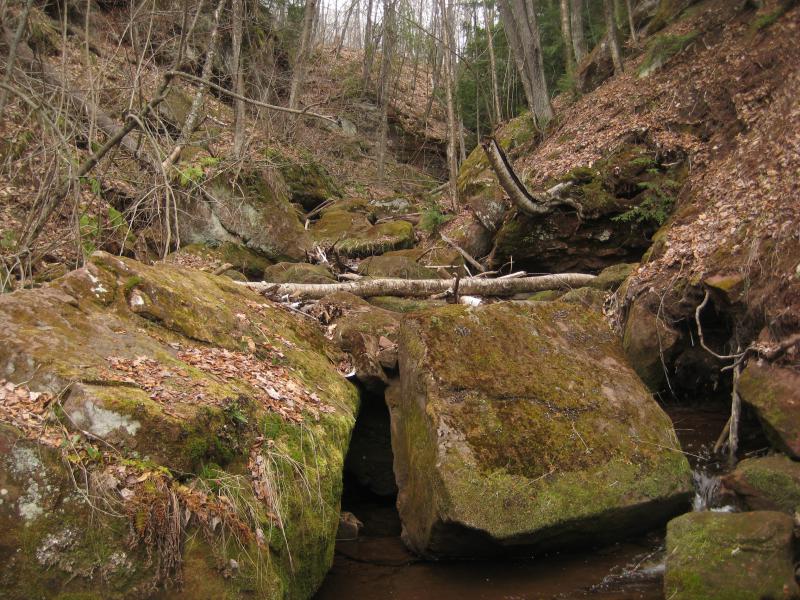 Mossy covered rocks in the creek