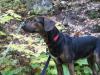 Proud Logan standing in an autumn gorge
