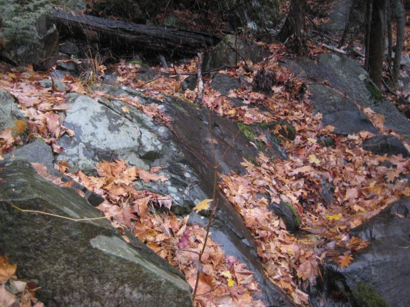 Fall leaves choking up the creek