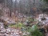 Snow begins to stick in the woods