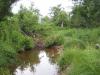 Beaver dam along the creek