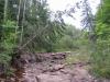 Leaning trees over the rocky bed
