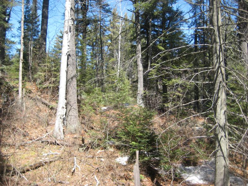 A thick and confusing forest
