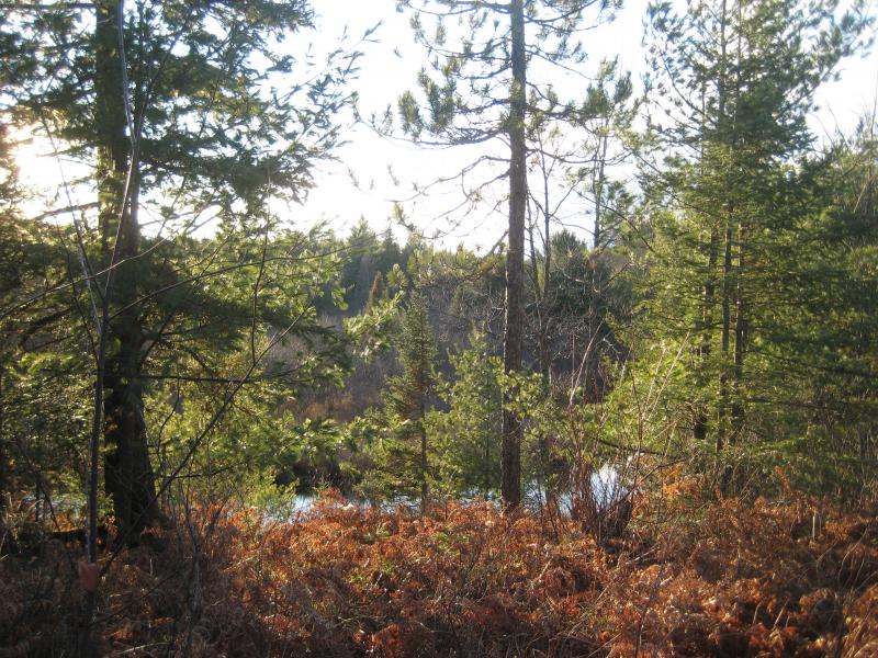 An upriver swamp around the bend