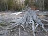 Ancient stump