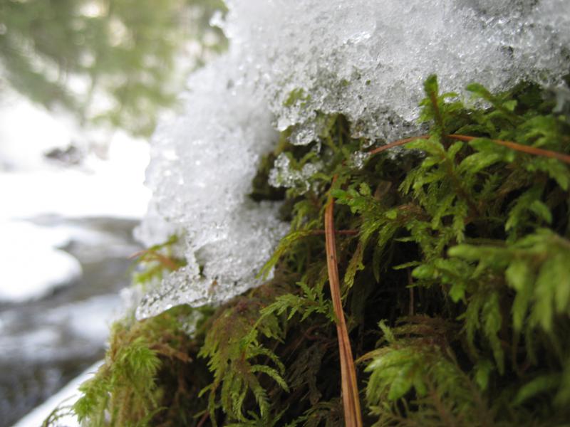 Moss and ice