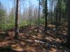 Pleasant wooded path high up on the bank