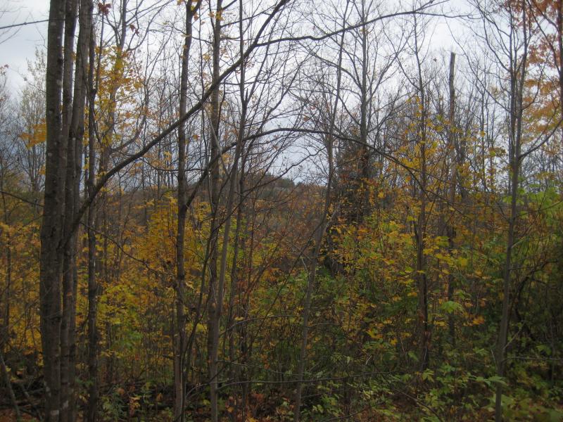 Hiding outcroppings in the fall colors